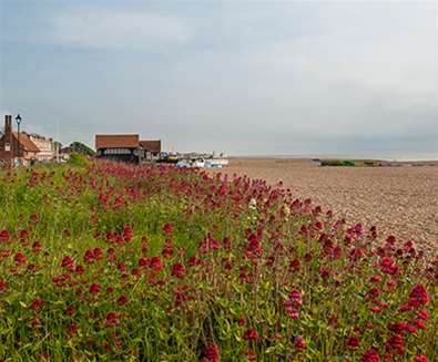 Aldeburgh Beach - Flora and Fauna - Gill Moon Photography