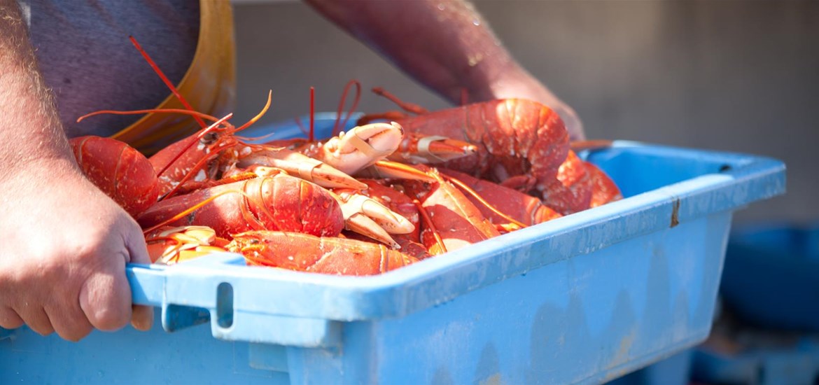 Fresh lobsters in a tray