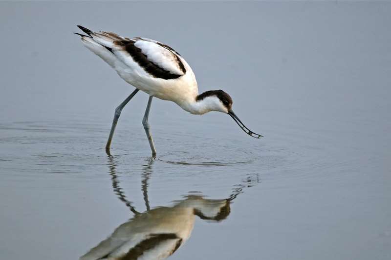 Towns & Villages - Westleton - Avocet