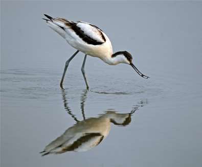 RSPB Minsmere Avocet Jon Evans