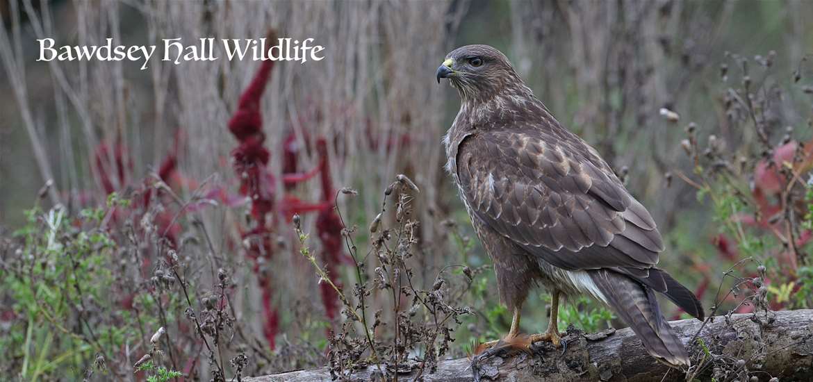 TTDA - Bawdsey Hall Wildlife Photography Hides - Buzzard