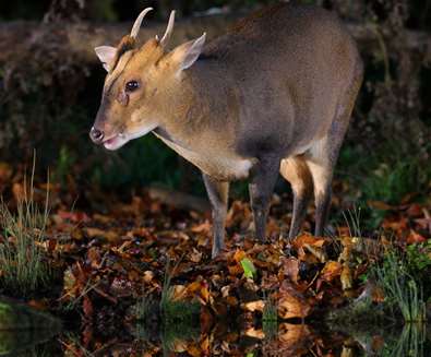 Bawdsey hall - Deer