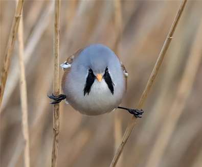 Reedbed Ramble at RSPB Minsmere