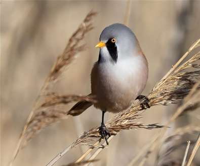 Winter River and Reedbed Ramble at Snape Maltings