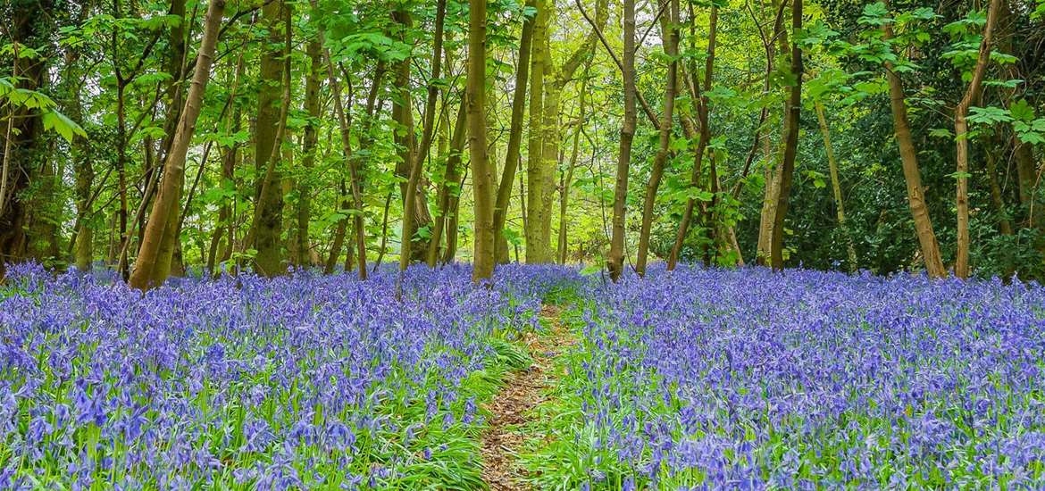 Best of Suffolk Springtime Bluebells 2019