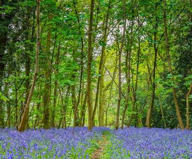 Bluebell Woods - (c) Best of Suffolk