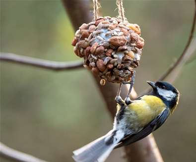 Make your own bird feeder at Dunwich Heath