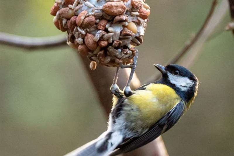 Birdreeder Dunwich Heath