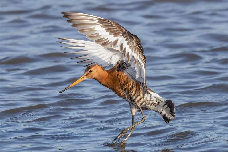 Black-Tailed Godwit (c) David Naylor