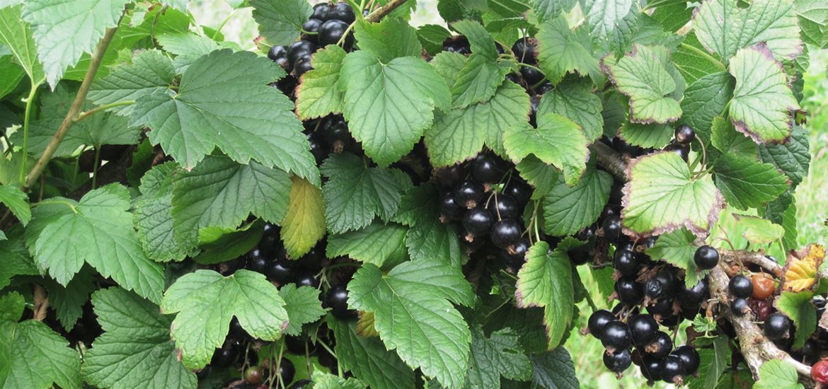 Blackcurrants from Saddlemakers Lane Pick Your Own in Melton