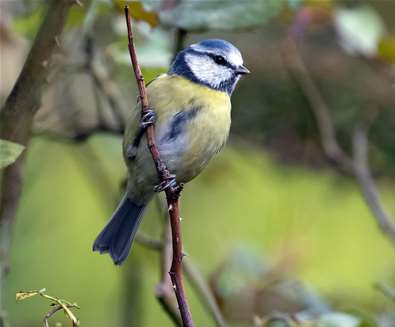 Birds for Beginners at RSPB Min..