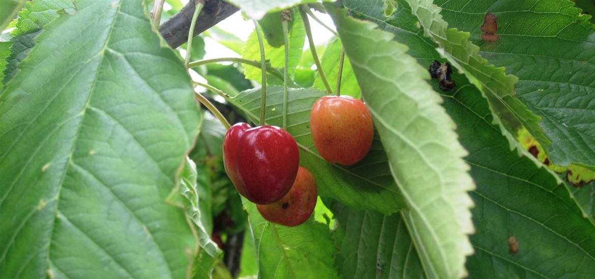 Cherries on the tree