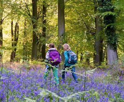 Children Walking in Bluebells - (c) Tony Pick