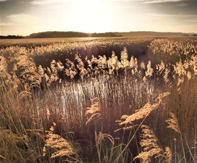 Walberswick Reed Beds (c) Clare Sargeant