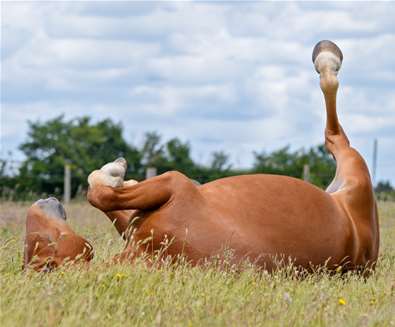 The Suffolk Punch Trust