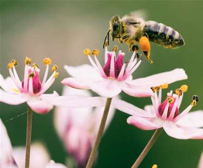 Creating a Pollinator-Friendly ..