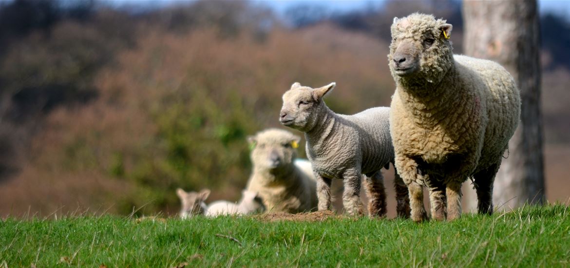 Croft Farm Southdown Sheep