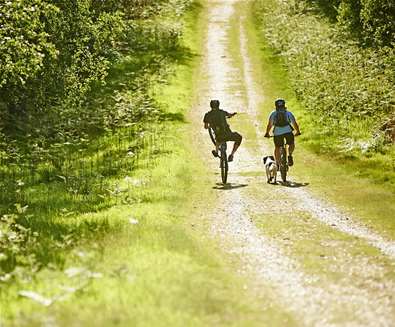 Two men and with a dog cycling through Tunstall Forest