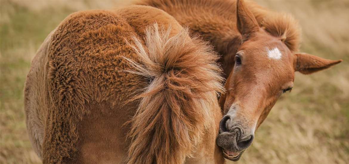 Suffolk Punch Trust - Suffolk Punch Foal