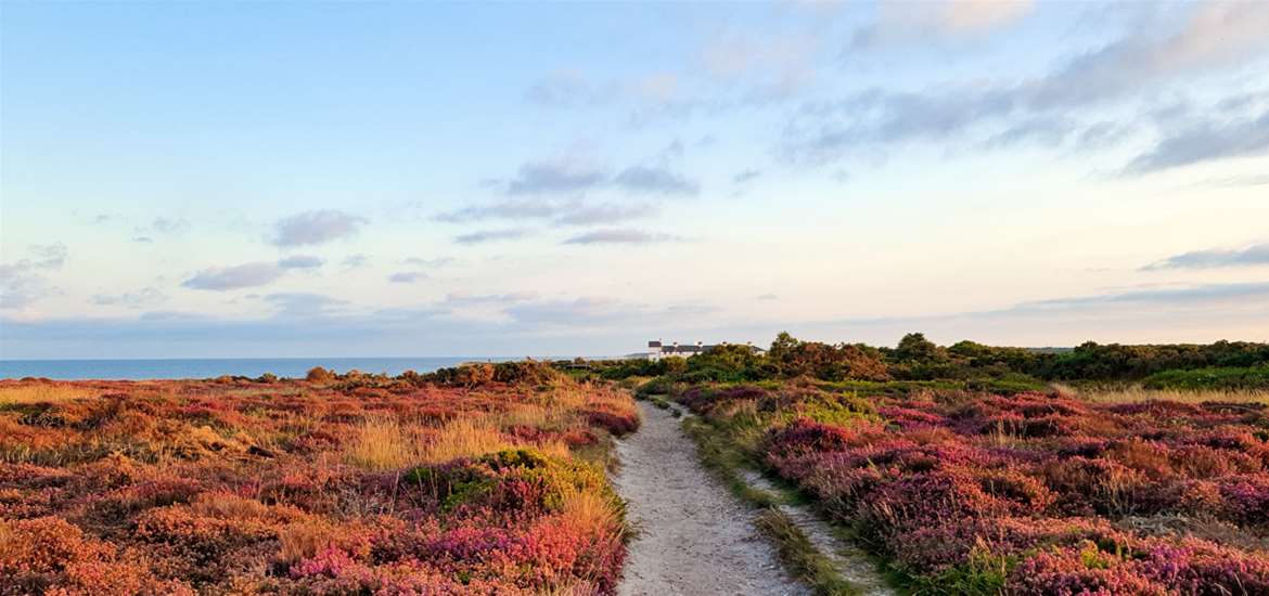 Dunwich Heath - the Suffolk Coast