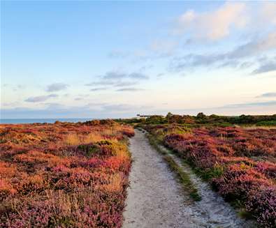 National Trust Dunwich Heath heather