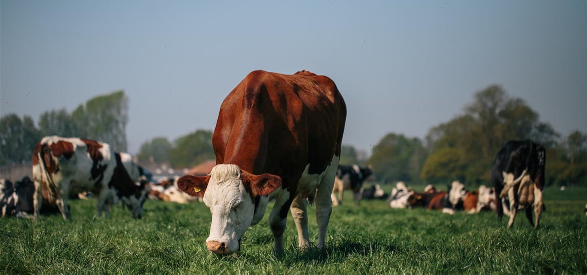 Fen Farm Dairy cow