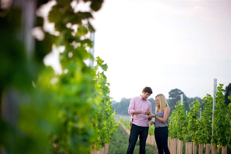 Towns & Villages - Waveney Valley - Flint Vineyard