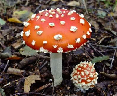 Fabulous Fungi at RSPB Minsmere