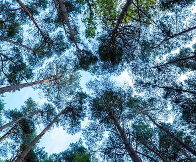 Summer Solstice Forest Bathe at..