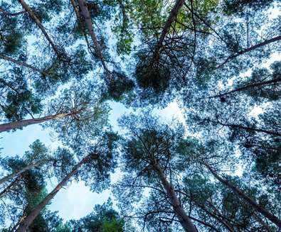 Autumn Equinox Forest Bathe at ..