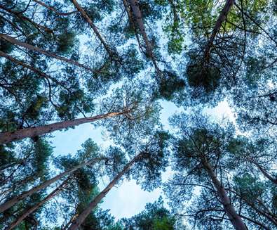 Summer Solstice Forest Bathe at..