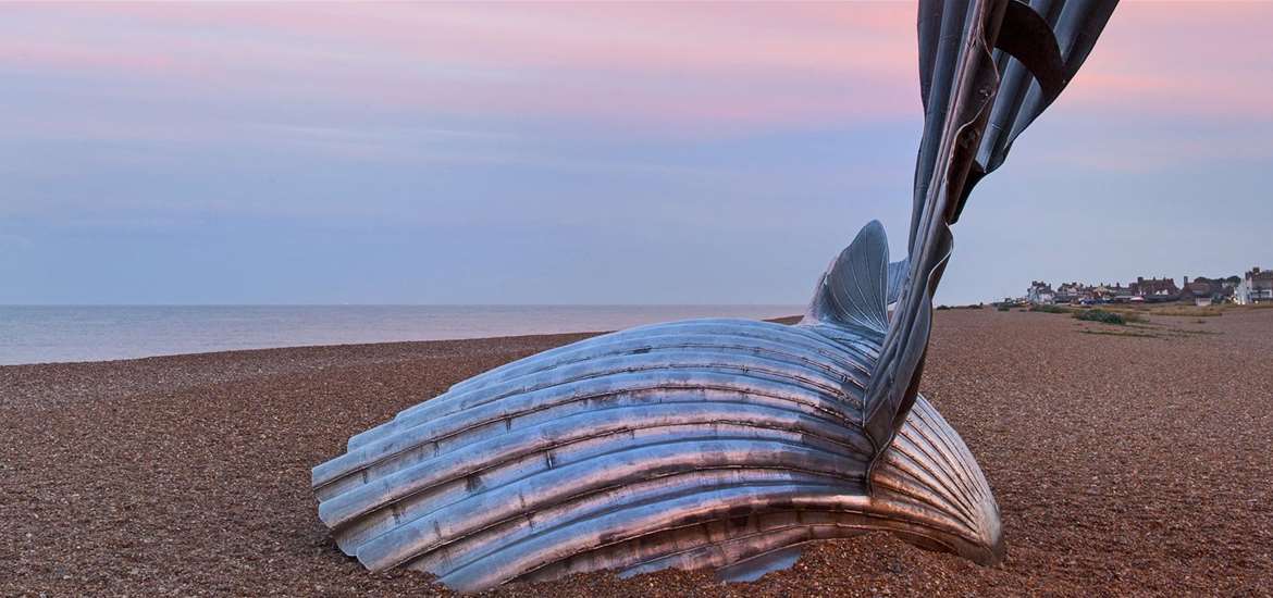 TTDA - Aldeburgh Beach - Scallop