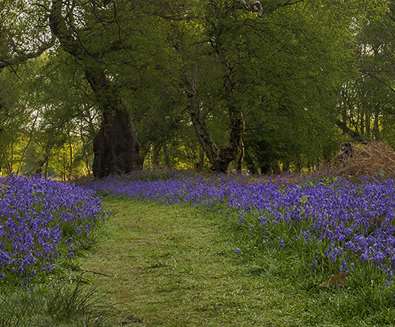 Captains Wood (c) Gill Moon