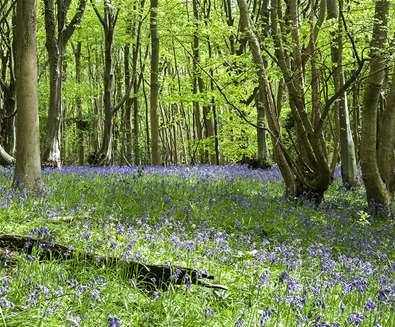 Bluebells in Reydon Wood (c) Gill Moon Photography