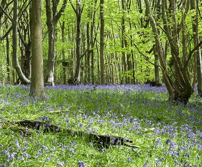 Where to see Spring Flowers Blooming on The Suffolk Coast