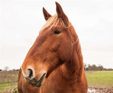 TTDA - Suffolk Punch Trust - Horses