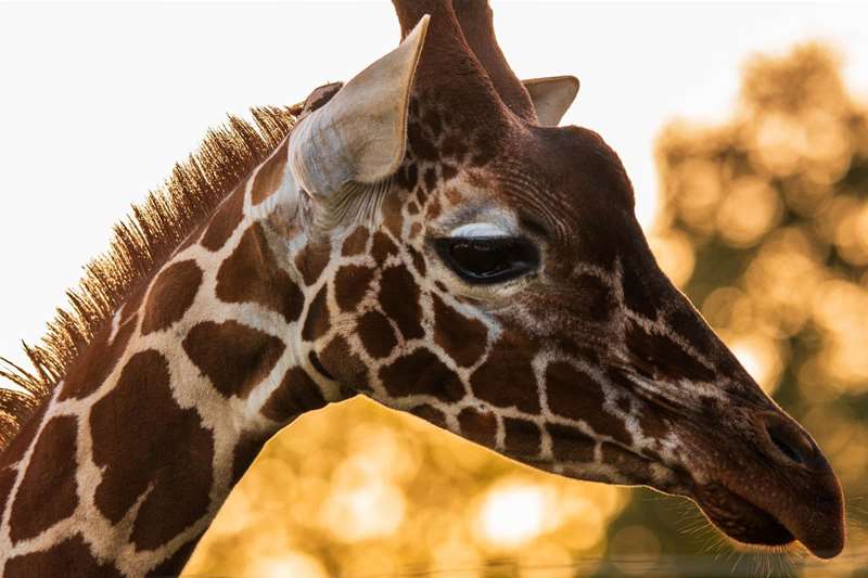 Giraffe at Africa Alive (c) Africa Alive