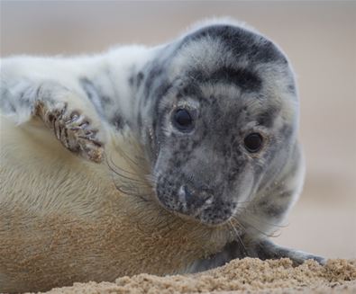 Grey Seal Pup - (c) Kevin Sawford Grey Seal Pup - (c) Kevin Sawford