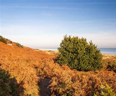 Gunton Woods - Gill Moon Photography