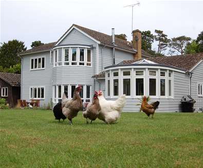 WTS - Hare Lodge - Garden with chickens WTS - Hare Lodge - Garden with chickens