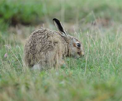 March Hare - (c) Kevin Sawford Photography