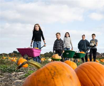 Pick Your Own Pumpkins at South..