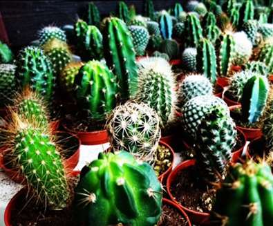 TTDA - Urban Jungle - Cacti TTDA - Urban Jungle - Cacti