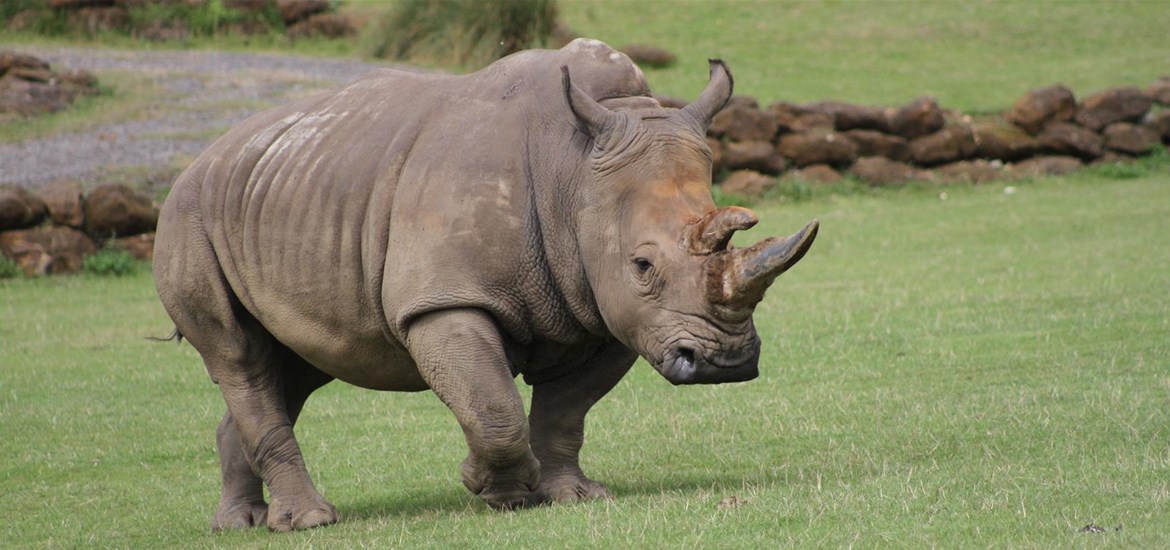 Rhino - Africa Alive