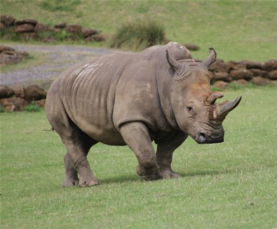 Animal Experiences at Africa Al..