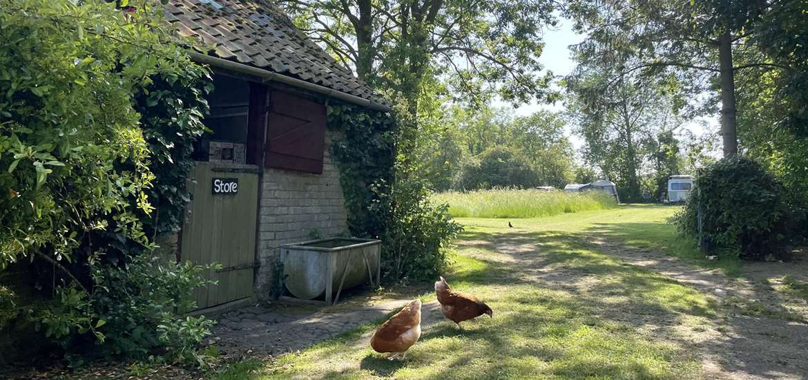 Sunnyside campsite - chickens