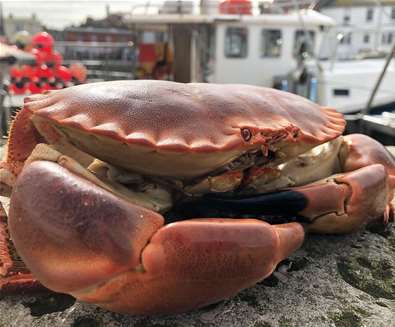 FD - A Passion for Seafood - Crab