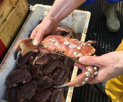 FD - A Passion for Seafood - Crab being held