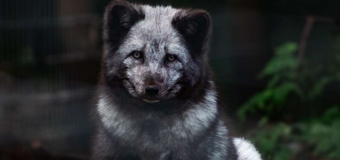 Jimmys Farm - Arctic Foxes