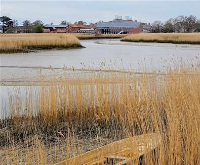 Towns & Villages - Snape - Boat in reeds (c) Jane Calverley